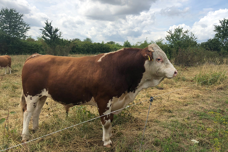 Schöder´s Biohof - HINTERWÄLDER RIND